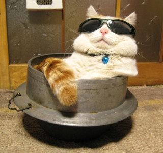 Illustration for article titled Some of Japan's Cutest and Most Amusing Twitter Pics
